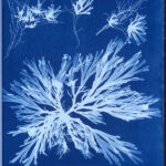 Cyanotype